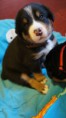 /album/psik-hnedy/hnedy-jpg/